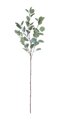 Single Eucalyptus Silver Dollar  (12/144)