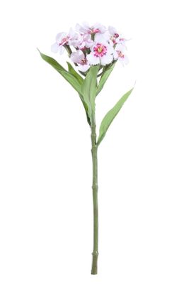 Real Garden Dianthus on Short Stem Burgundy (32cm)