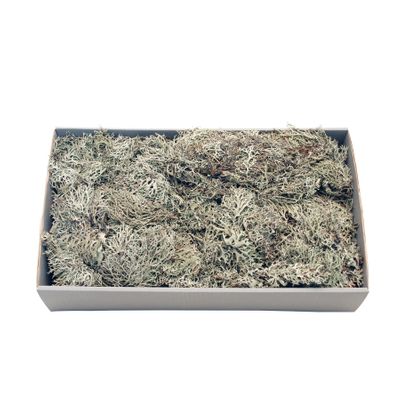 Grey Moss w/Tray (500gr) (1/6)