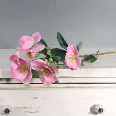 Tintagel Hellebore Pink (12/144)