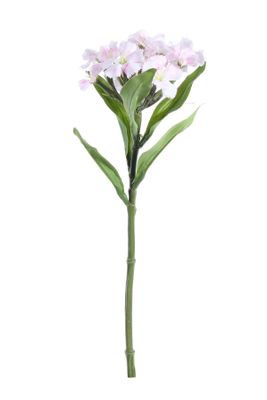 Real Garden Dianthus on Short Stem Cream/Pink (32cm)