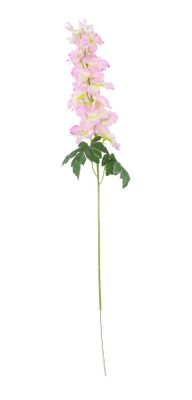 Arundel Garden Delphinium Cream Pink (24/192)