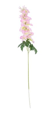 Arundel Garden Delphinium Cream Pink (24/192)