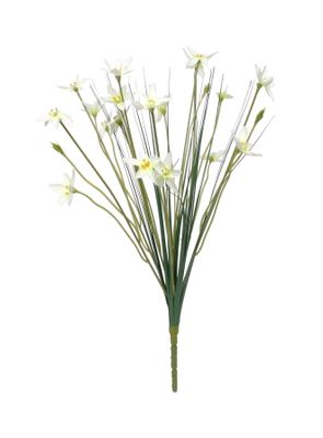 17" Zephyranthes Candida Bush (24/384)