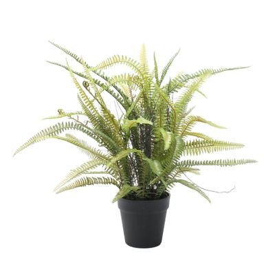 Potted Boston Fern (61cm)