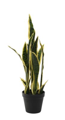 Potted Sansevieria (51cm)