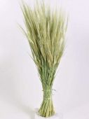 Barley (gerst)