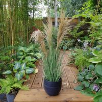 Potted Pampas 3 heads 90cm