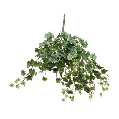 Frosted Vari Ivy Bush Vine (60cm)(6/24)