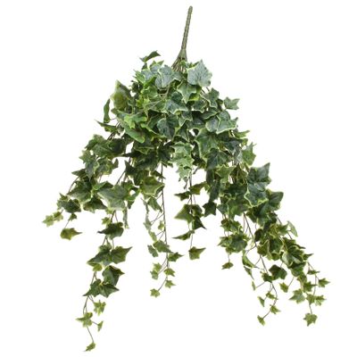 Frosted Vari Ivy Bush Vine (80cm)(4/16)