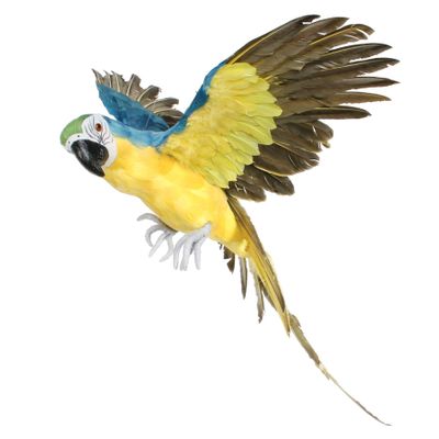 Blue Flying Macaw (L) 