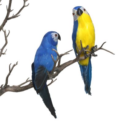 Blue Mini Macaw