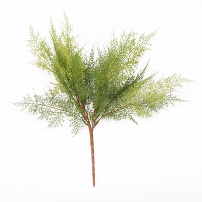 Fine Fern (24/240)