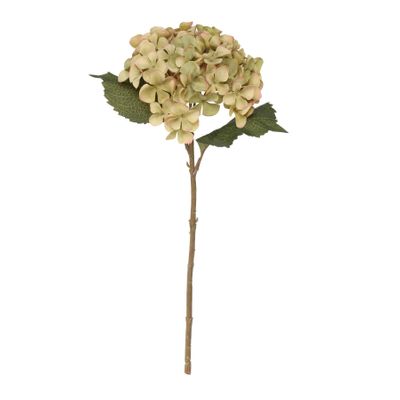 Balmoral Hydrangea Green