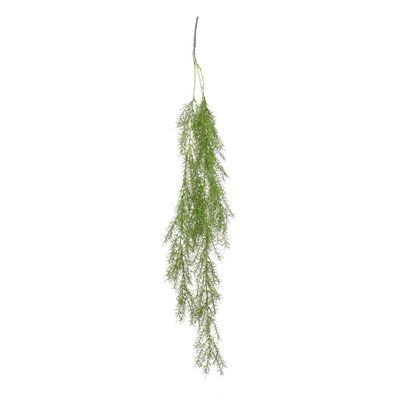 Trailing Asparagus Fern (24/240)