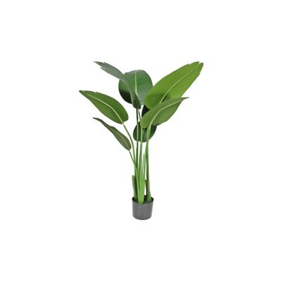 Strelitzia House Plant 120cm