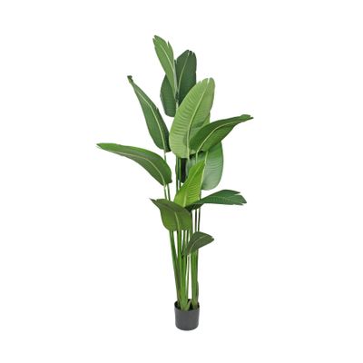 Strelitzia House Plant 180cm