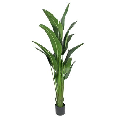 Strelitzia House Plant 220cm