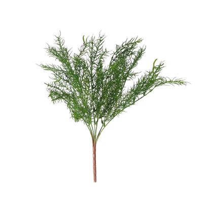 Asparagus Fern (24/240)