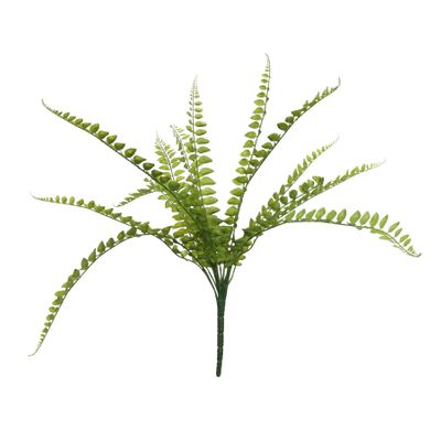 Hardy Fern (24/240)