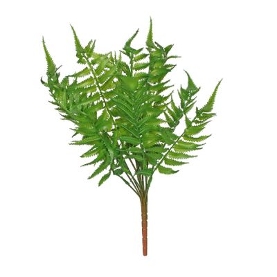 Woody Fern (24/240)