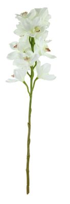 Tintagel Cymbidium Orchid White (12/60)