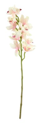 Tintagel Cymbidium Orchid Light Pink  (12/60)