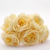 Genoa Foam Roses Daffodil