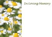 Large ILM Daisies Greeting Card (x25)