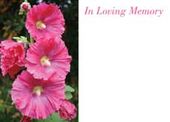 Large ILM Pink Hollyhocks Greeting Card (x25)