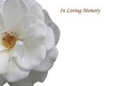 Large ILM White Rose Greeting Cards (x25)