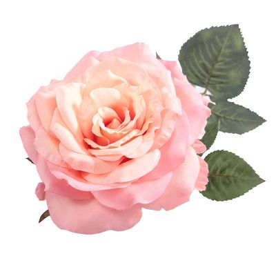 Aidde Rose Peach (74cm)