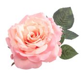 Aidde Rose Peach (74cm)