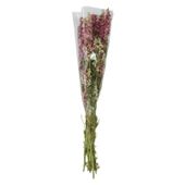 Larkspur Pink  Bunch