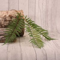 Boston Fern Spray  