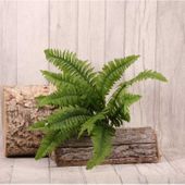 Boston Fern Bush x 12 Leaves 