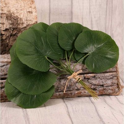 Galax Leaf Pack of 12 