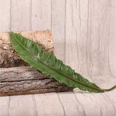 Asplenium Leaf 90cm 