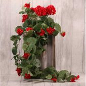 Trailing Geranium Red 11 Heads (102cm)