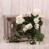 Geranium Bush White 11 Heads (40cm)