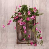 Trailing Petunia Bush Pink (82cm)