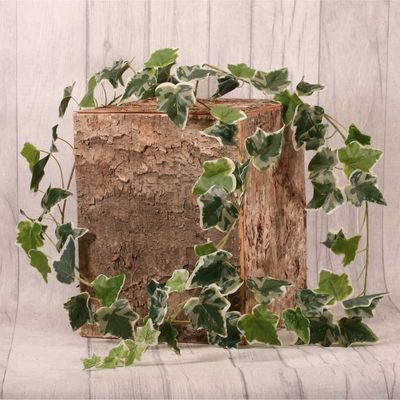 English Ivy Garland Green Variegated (1.8m)