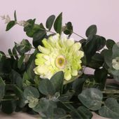 Single Gerbera Green (62cm)