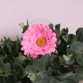 Single Gerbera Pink (62cm)