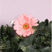 Single Gerbera Peach (62cm)