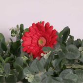 Single Gerbera Red (62cm)