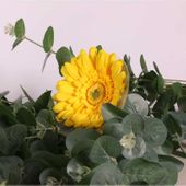 Single Gerbera Yellow (62cm)